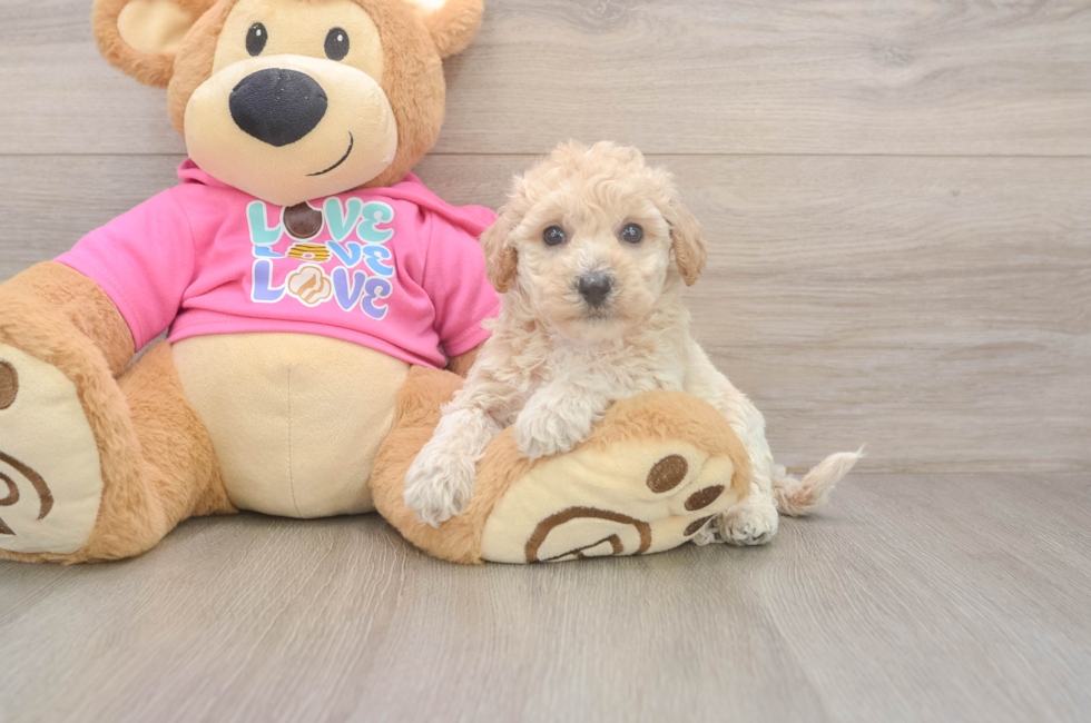 5 week old Poochon Puppy For Sale - Premier Pups