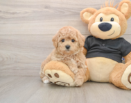 5 week old Poochon Puppy For Sale - Premier Pups