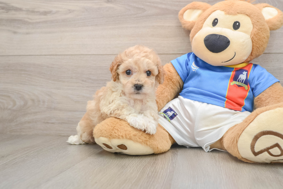 Adorable Bichpoo Poodle Mix Puppy