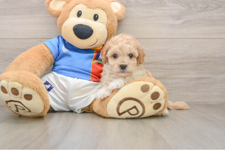 Poochon Pup Being Cute