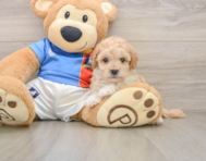 6 week old Poochon Puppy For Sale - Premier Pups
