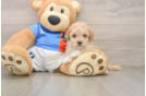 Poochon Pup Being Cute