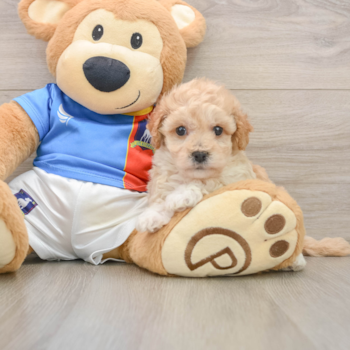 Poochon Pup Being Cute