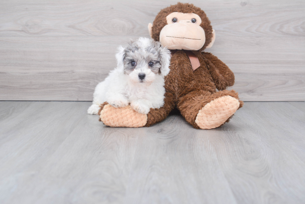 Petite Poochon Poodle Mix Pup