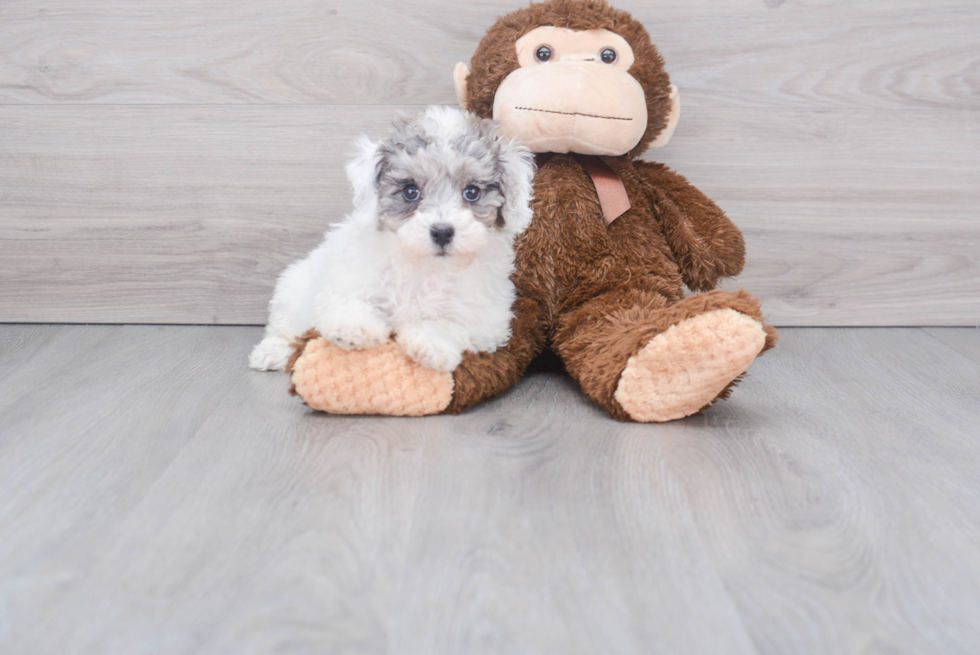 Petite Poochon Poodle Mix Pup