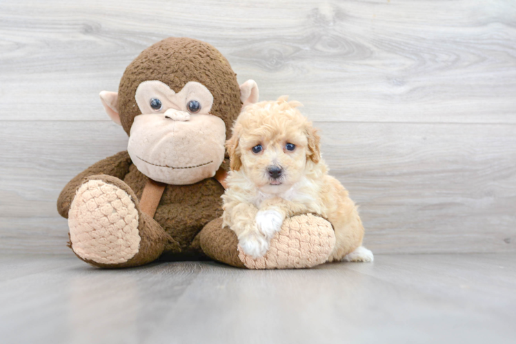Best Poochon Baby