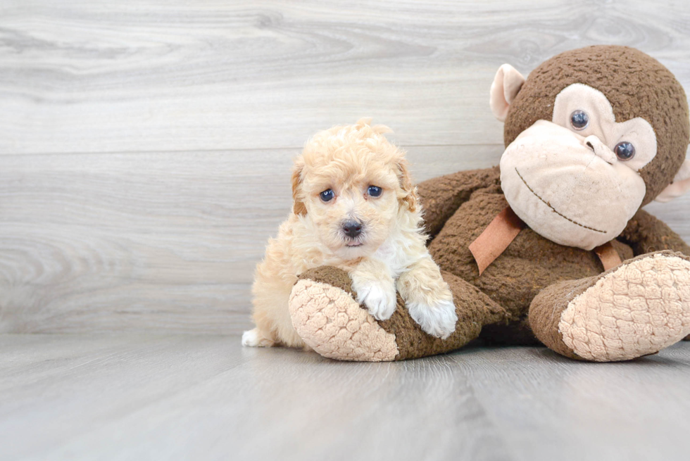 Poochon Pup Being Cute