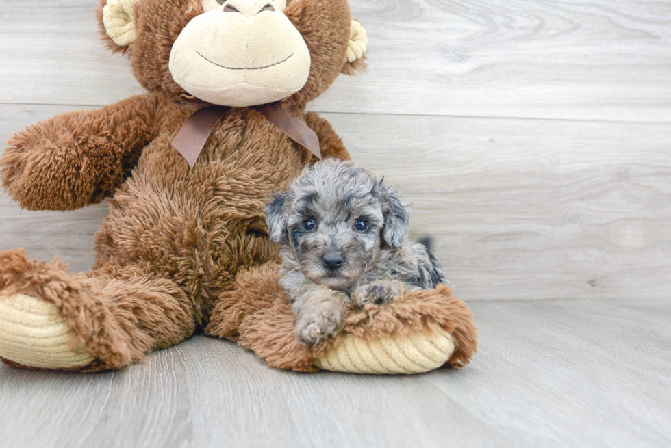 Poochon Pup Being Cute