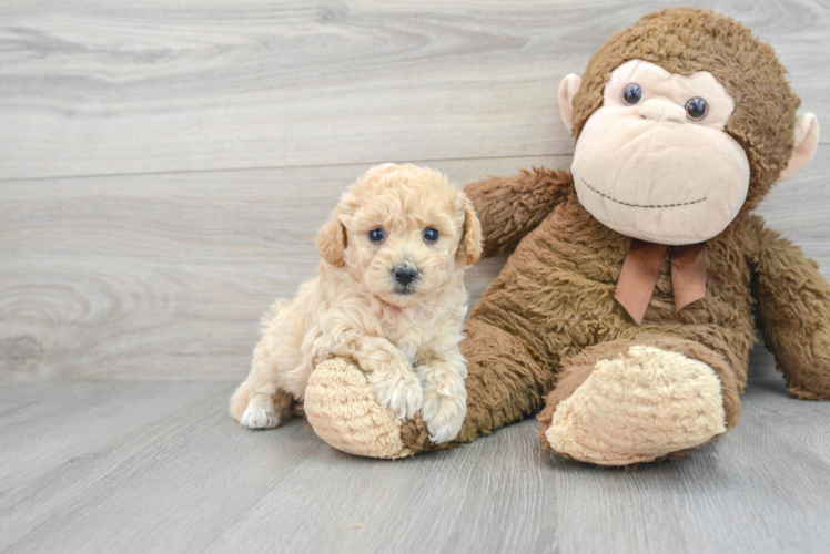 Friendly Poochon Baby