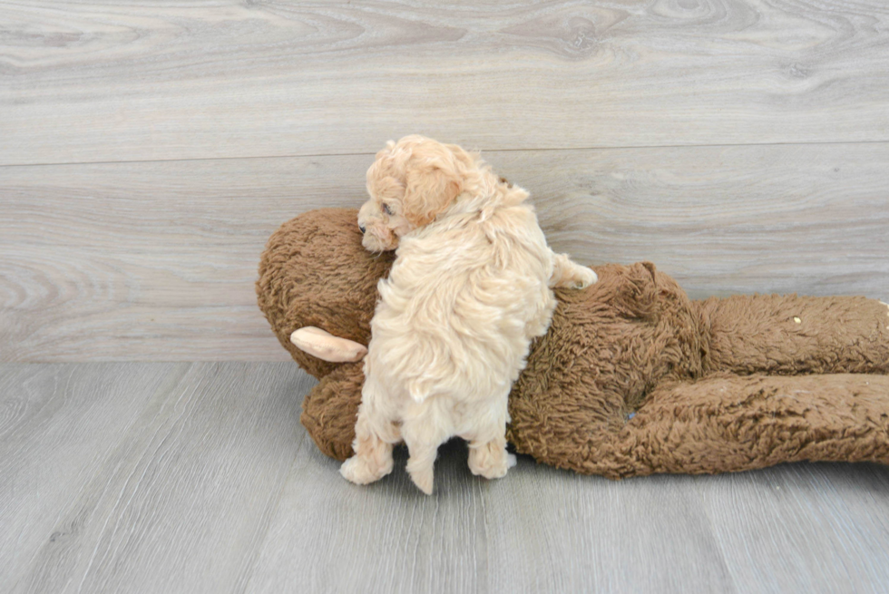 Petite Poochon Poodle Mix Pup