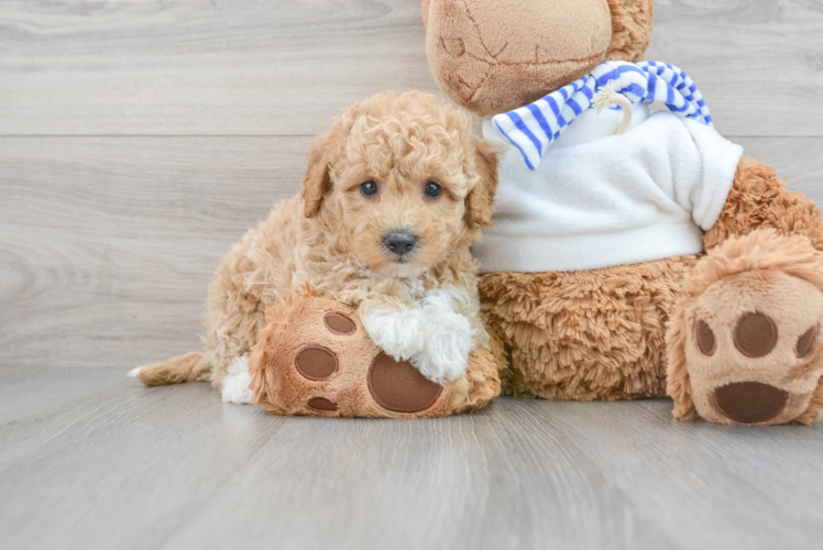 Cute Poochon Baby