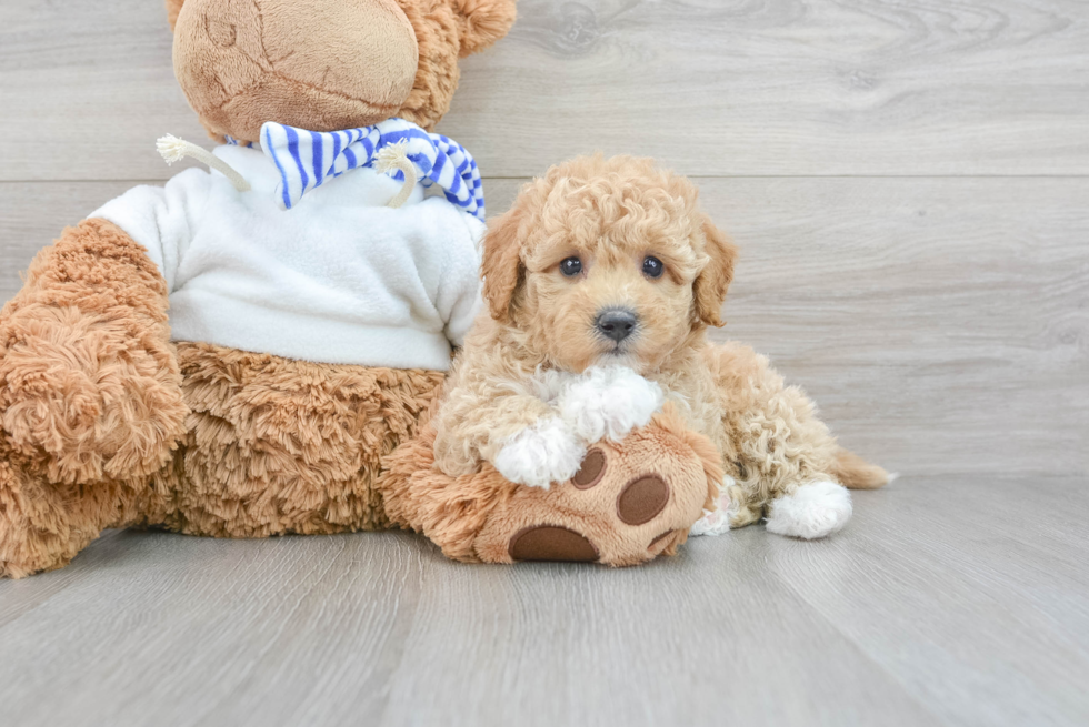 Poochon Puppy for Adoption
