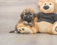 6 week old Poochon Puppy For Sale - Premier Pups