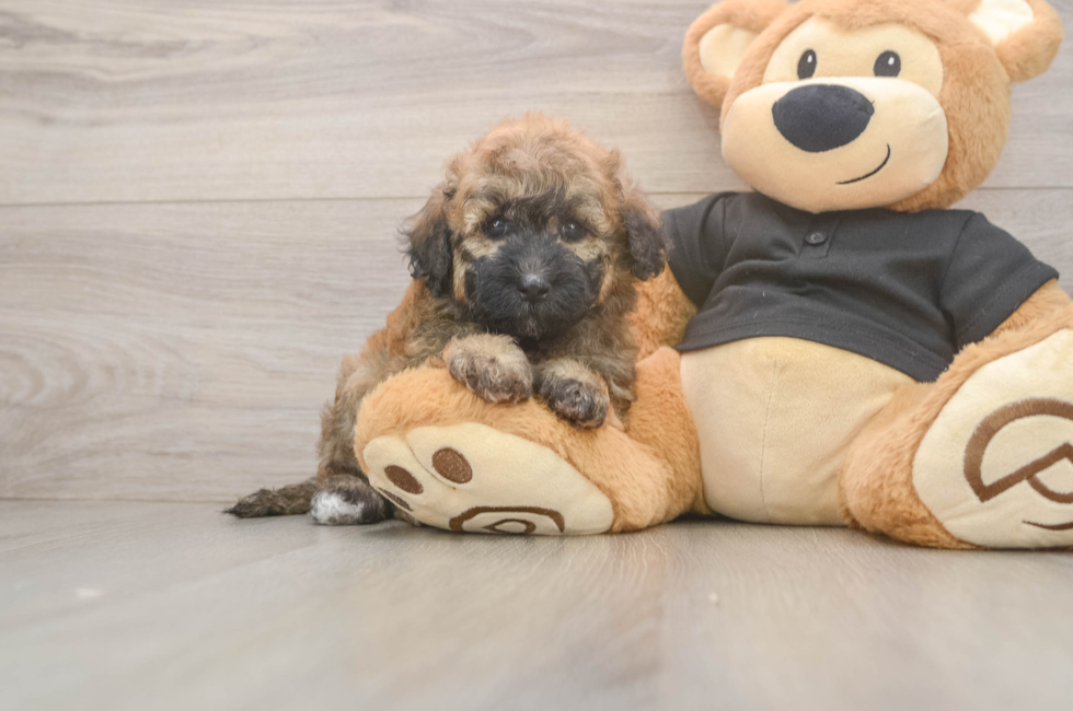 5 week old Poochon Puppy For Sale - Premier Pups