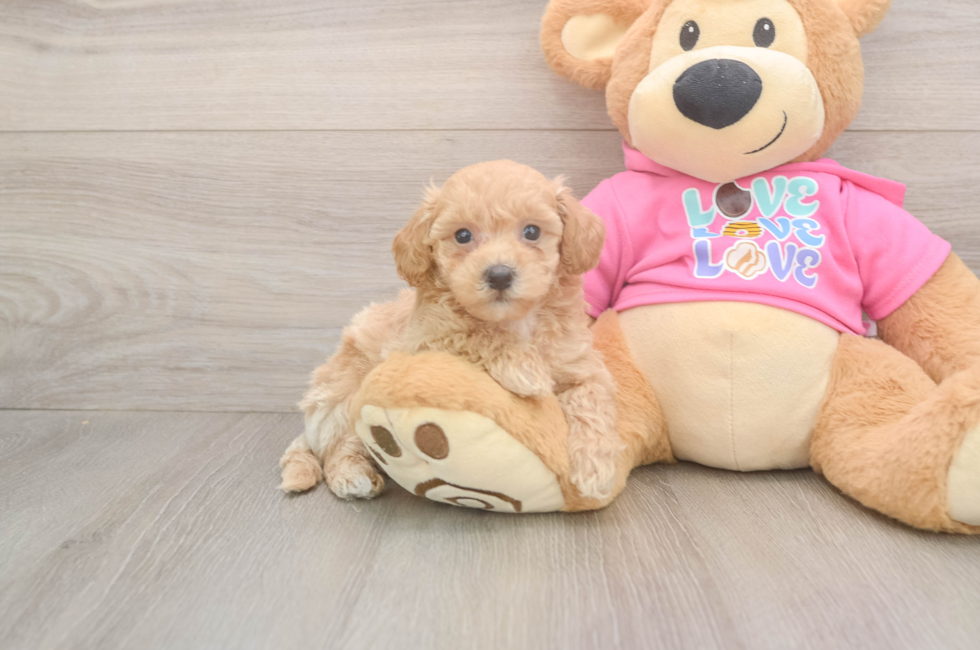 5 week old Poochon Puppy For Sale - Premier Pups
