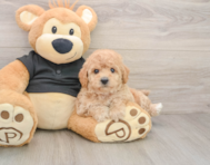 5 week old Poochon Puppy For Sale - Premier Pups