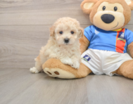 8 week old Poochon Puppy For Sale - Premier Pups