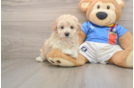 Fluffy Poochon Poodle Mix Pup