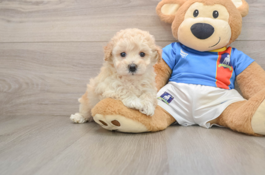Fluffy Poochon Poodle Mix Pup