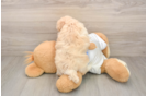 Poochon Puppy for Adoption