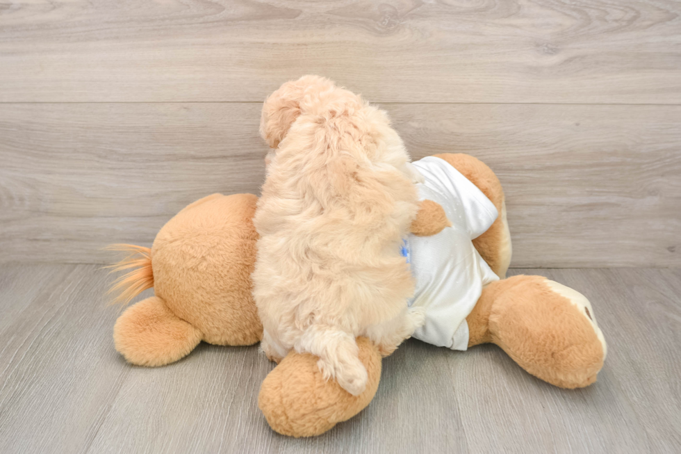 Poochon Puppy for Adoption