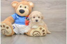 Hypoallergenic Bichpoo Poodle Mix Puppy