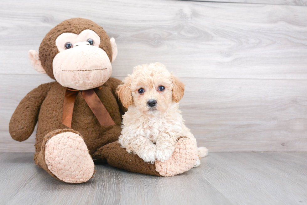 Petite Poochon Poodle Mix Pup