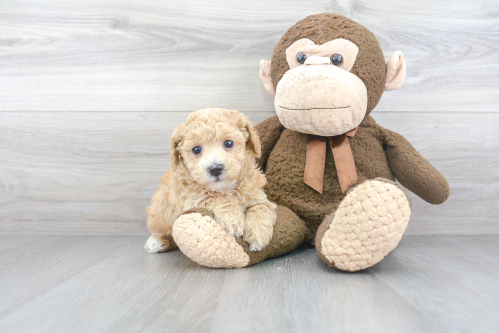 Friendly Poochon Baby