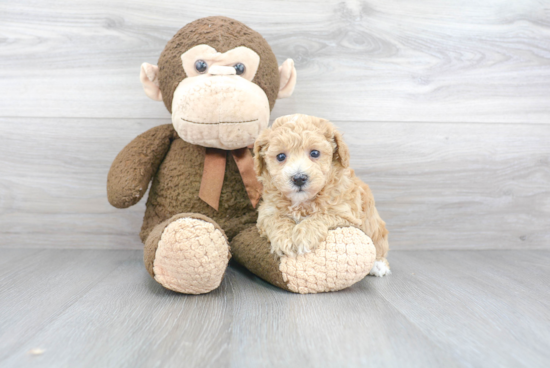 Petite Poochon Poodle Mix Pup