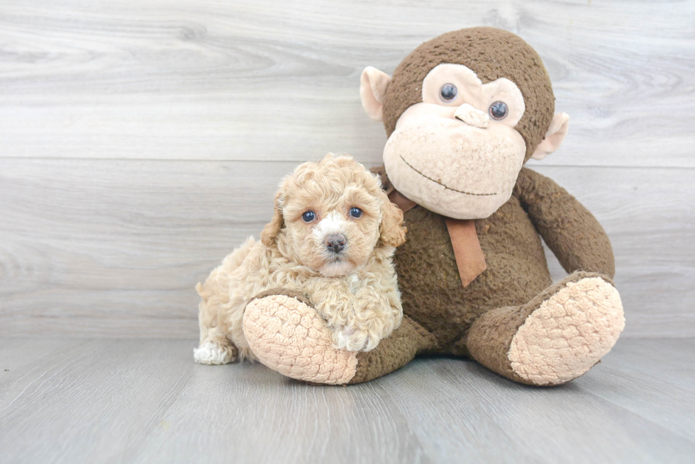 Funny Poochon Poodle Mix Pup