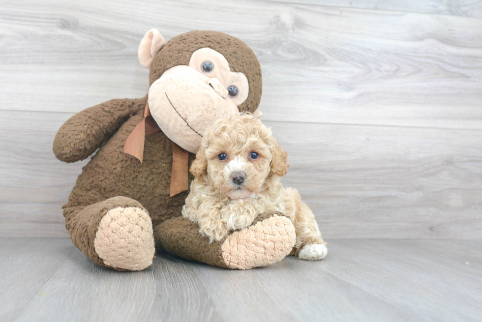 Friendly Poochon Baby