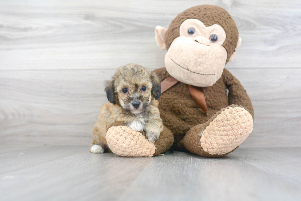 Poochon Puppy for Adoption