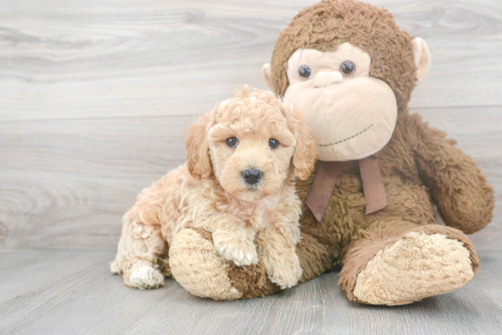 Popular Poochon Poodle Mix Pup