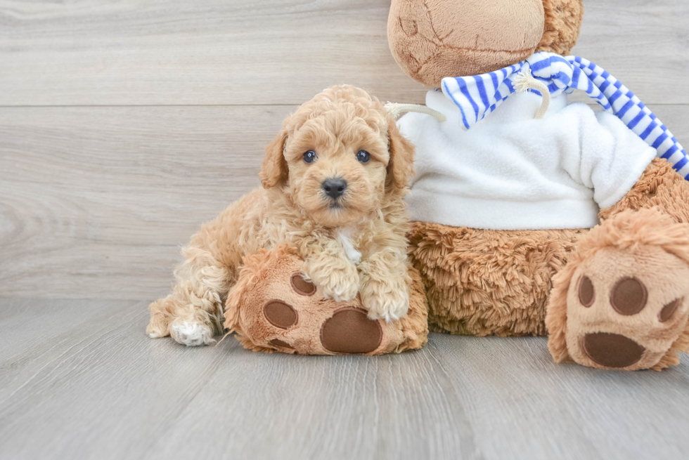 Popular Poochon Poodle Mix Pup