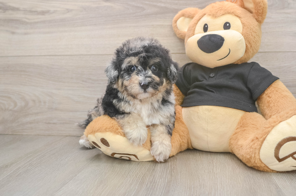 5 week old Poochon Puppy For Sale - Premier Pups