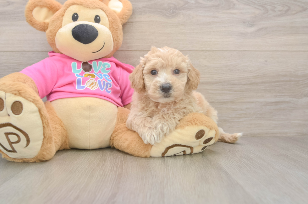 5 week old Poochon Puppy For Sale - Premier Pups