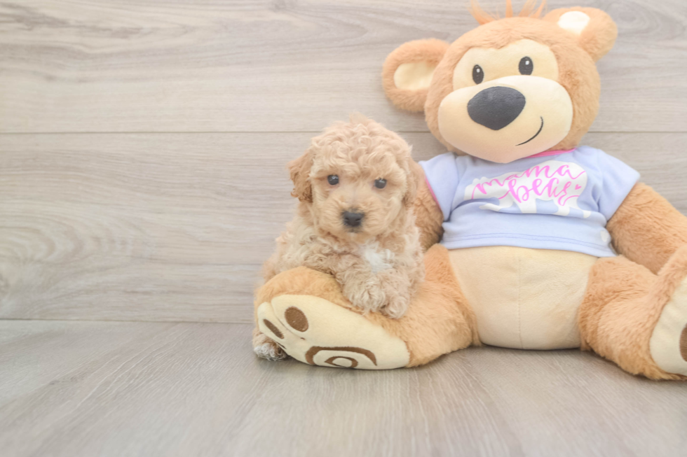 Meet Franklin - our Poochon Puppy Photo  2/3 - Premier Pups Smart Poochon Poodle Mix Pup