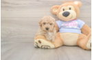 Meet Franklin - our Poochon Puppy Photo  2/3 - Premier Pups Smart Poochon Poodle Mix Pup