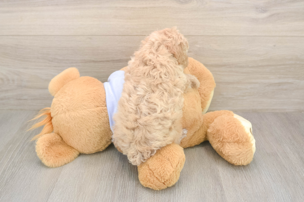 Meet Franklin - our Poochon Puppy Photo  3/3 - Premier Pups Little Bichpoo Poodle Mix Puppy