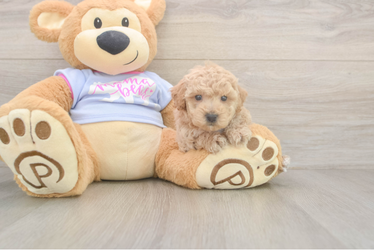 Fluffy Poochon Poodle Mix Pup