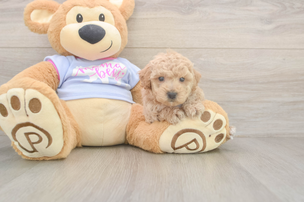 5 week old Poochon Puppy For Sale - Premier Pups