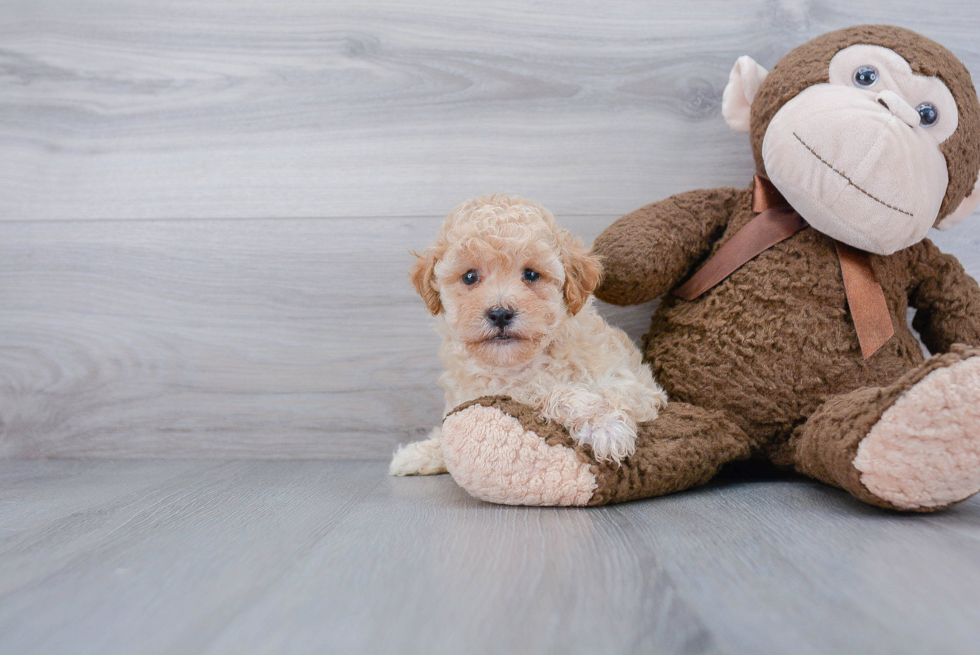 Poochon Pup Being Cute