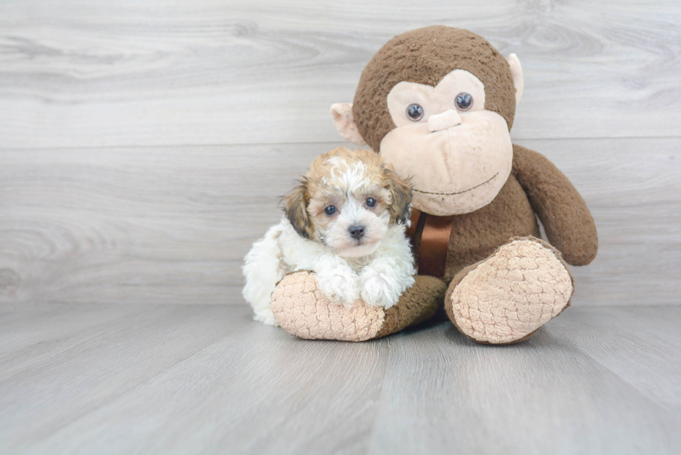 Fluffy Poochon Poodle Mix Pup