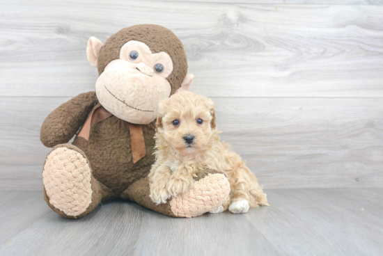 Hypoallergenic Bichpoo Poodle Mix Puppy