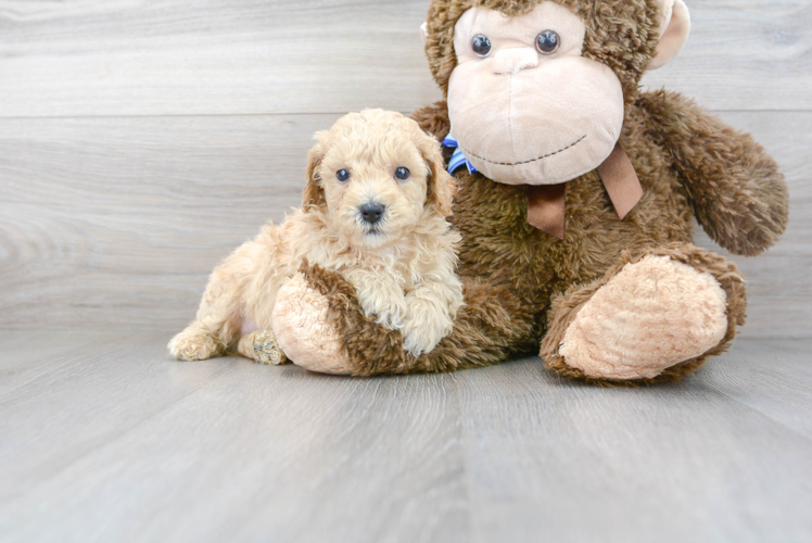 Popular Poochon Poodle Mix Pup