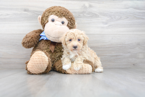 Friendly Poochon Baby