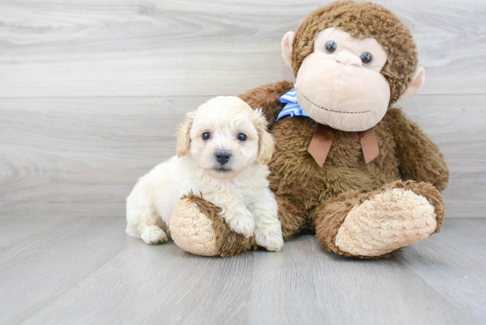 Little Bichpoo Poodle Mix Puppy