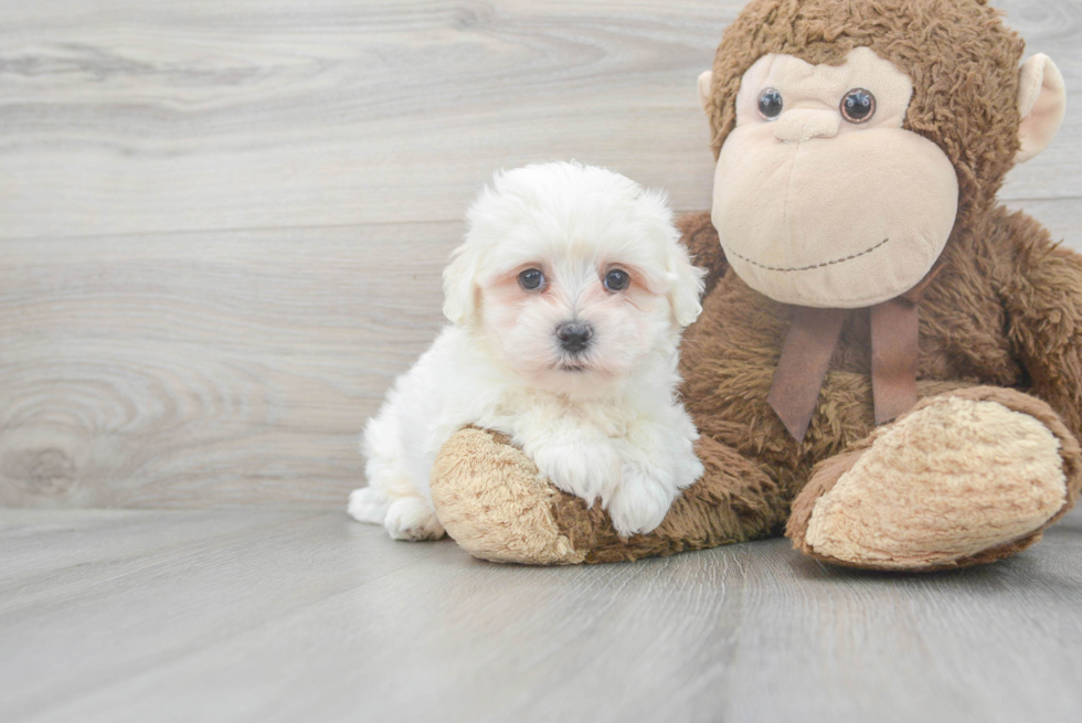 Poochon Pup Being Cute