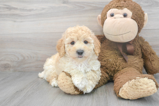 Petite Poochon Poodle Mix Pup