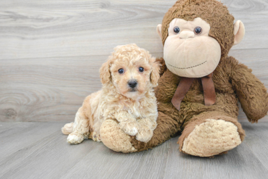 Smart Poochon Poodle Mix Pup